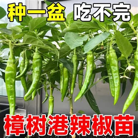 辣椒籽怎麼種|辣椒種植大全：頂級品種、栽培秘訣與照護指南